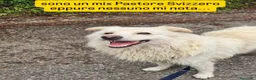 Meticcio cani in regalo: Mix Pastore Svizzero 4anni tg media SOS NOVARA - Annuncio 3