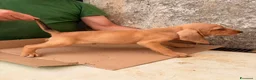 Segugio dell'Appennino cani in vendita: Vendo cuccioli di Segugio dell’Appenino puri - Annuncio 3