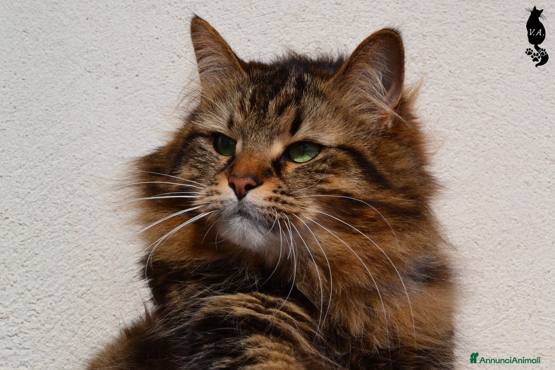 Siberiano gatti per accoppiamento: Si valuta gatto siberiano per accoppiamento - Annuncio 1