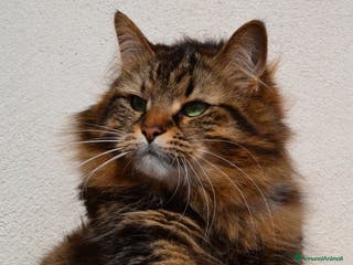 Siberiano gatti Si valuta gatto siberiano per accoppiamento - Annuncio 1