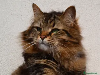 Siberiano gatti Si valuta gatto siberiano per accoppiamento - Annuncio 3