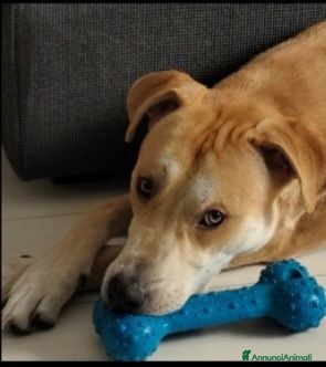 Meticcio cani Ares 2anni SOS DEVE TROVARE 1ALTRA CASA.MILANO  - Annuncio 1