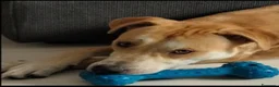 Meticcio cani in regalo: Ares 2anni SOS DEVE TROVARE 1ALTRA CASA.MILANO  - Annuncio 1