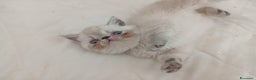 Exotic Shorthair gatti in vendita: Exotic Shorthair  - Annuncio 6