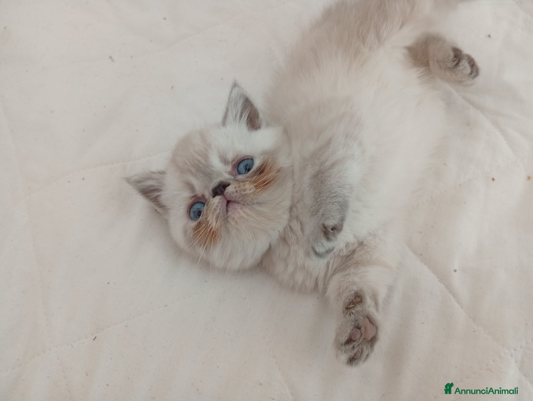 Exotic Shorthair gatti in vendita: Exotic Shorthair  - Annuncio 6