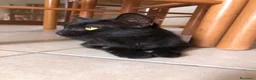 Altre razze gatti in regalo: Urgente 🚨 MARTA CERCA CASA 🏡 - Annuncio 4