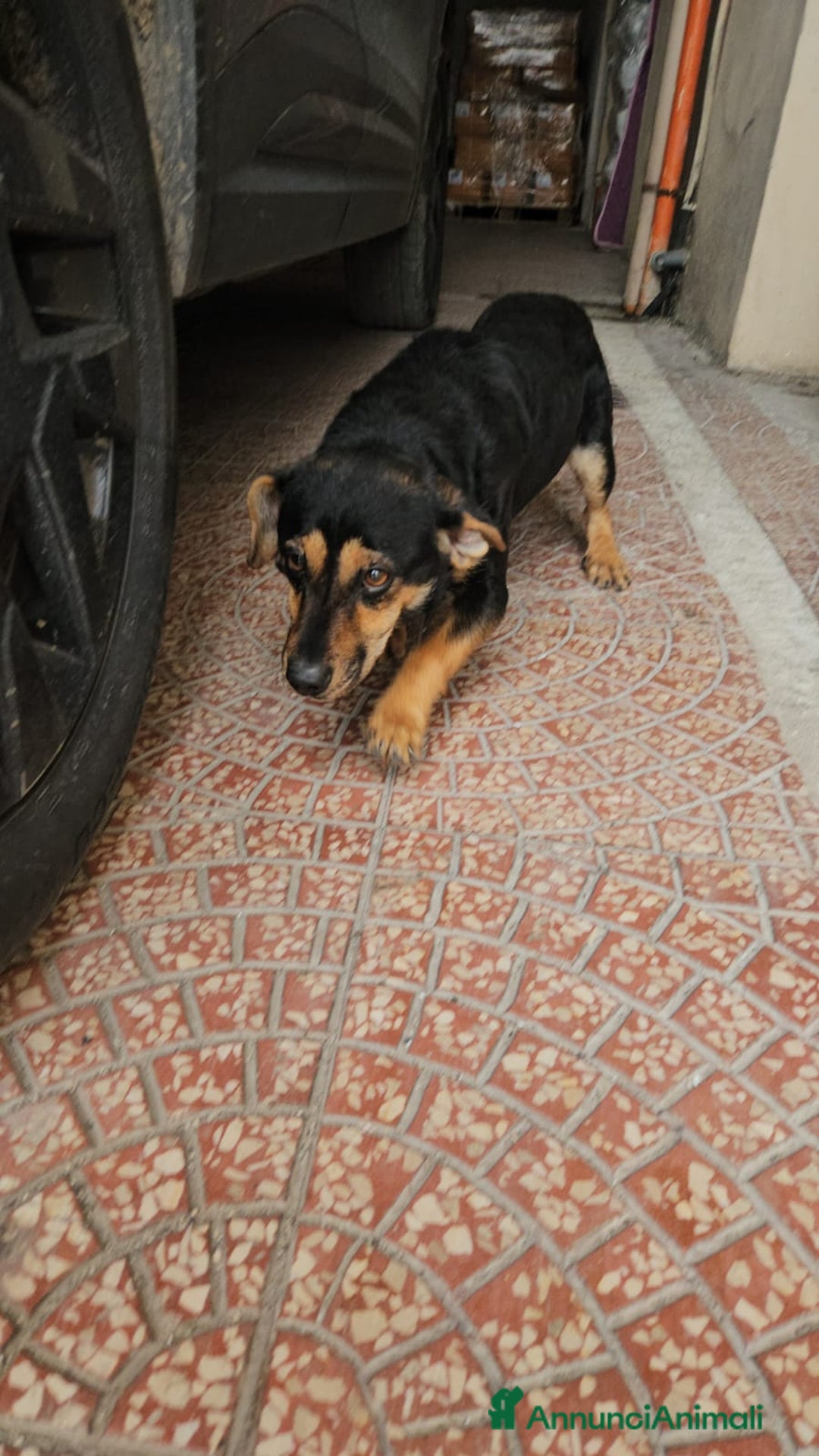 Meticcio cani in regalo: Ralph: taglia piccola socievole affettuoso  - Annuncio 8