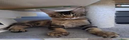 Maine Coon gatti in vendita: Maine Coon con Pedigree - Annuncio 6