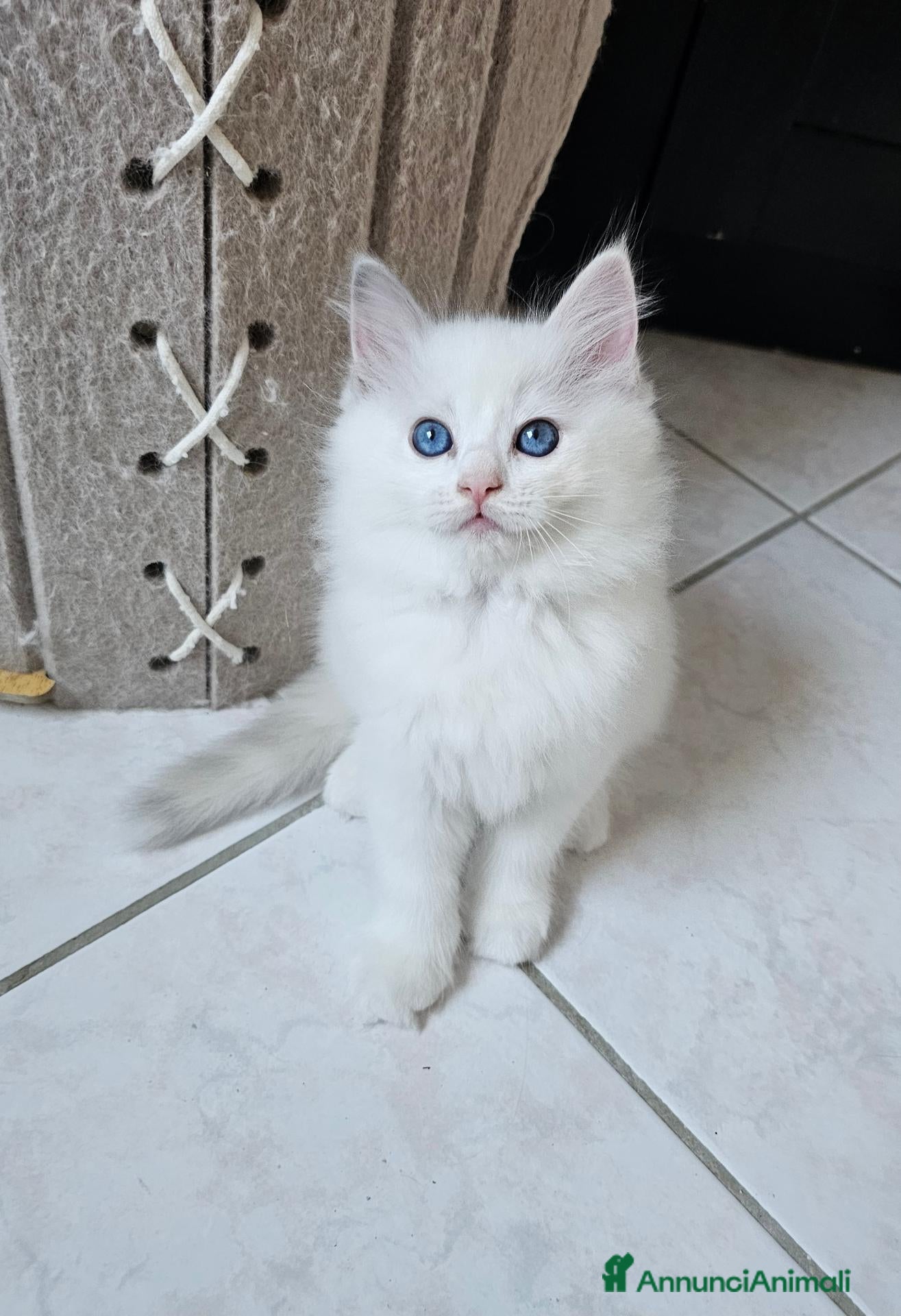 Ragdoll gatti Cuccioli Ragdolls con pedigree  - Annuncio 5