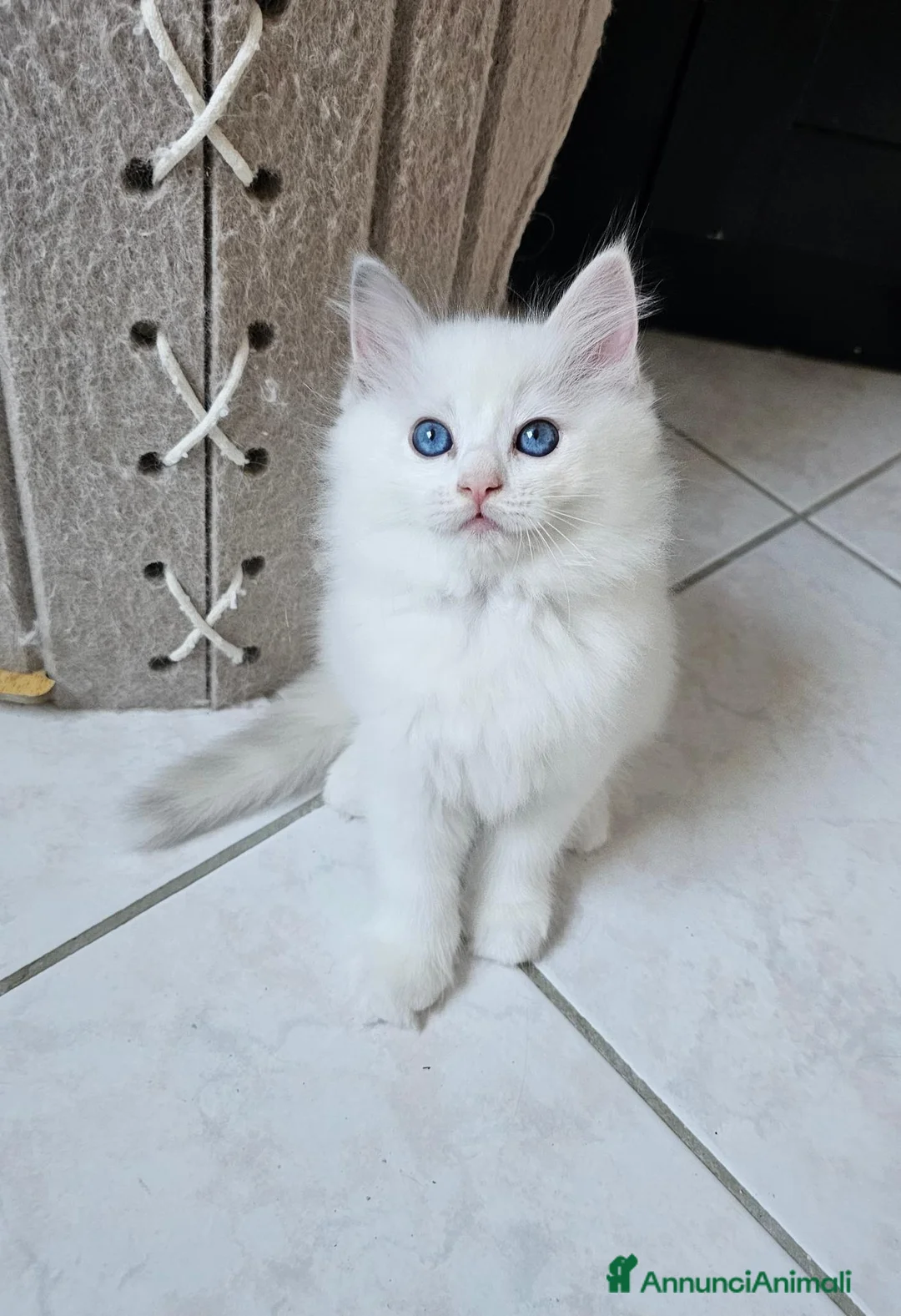 Ragdoll gatti in vendita: Cuccioli Ragdolls con pedigree  - Annuncio 1