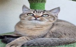 Scottish gatti in vendita: Scottish Straight con Pedigree  - Immagine 6