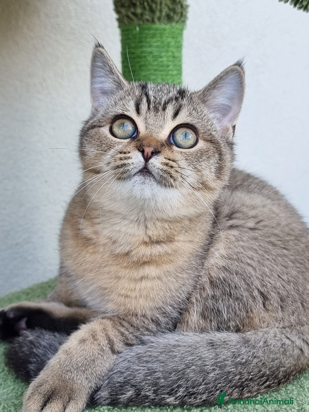 Scottish gatti in vendita: Scottish Straight con Pedigree  - Immagine 6