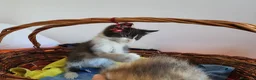 Meticcio gatti in regalo: Gattina femmina in regalo - Annuncio 4