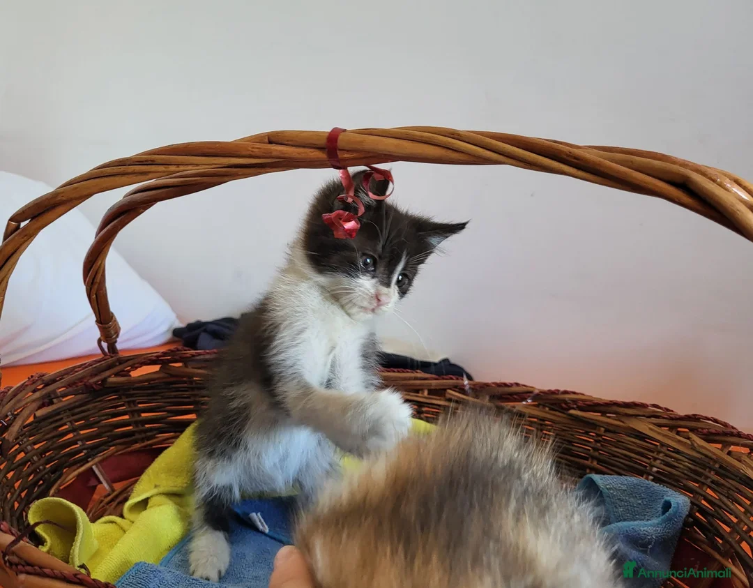 Meticcio gatti in regalo: Gattina femmina in regalo - Annuncio 4
