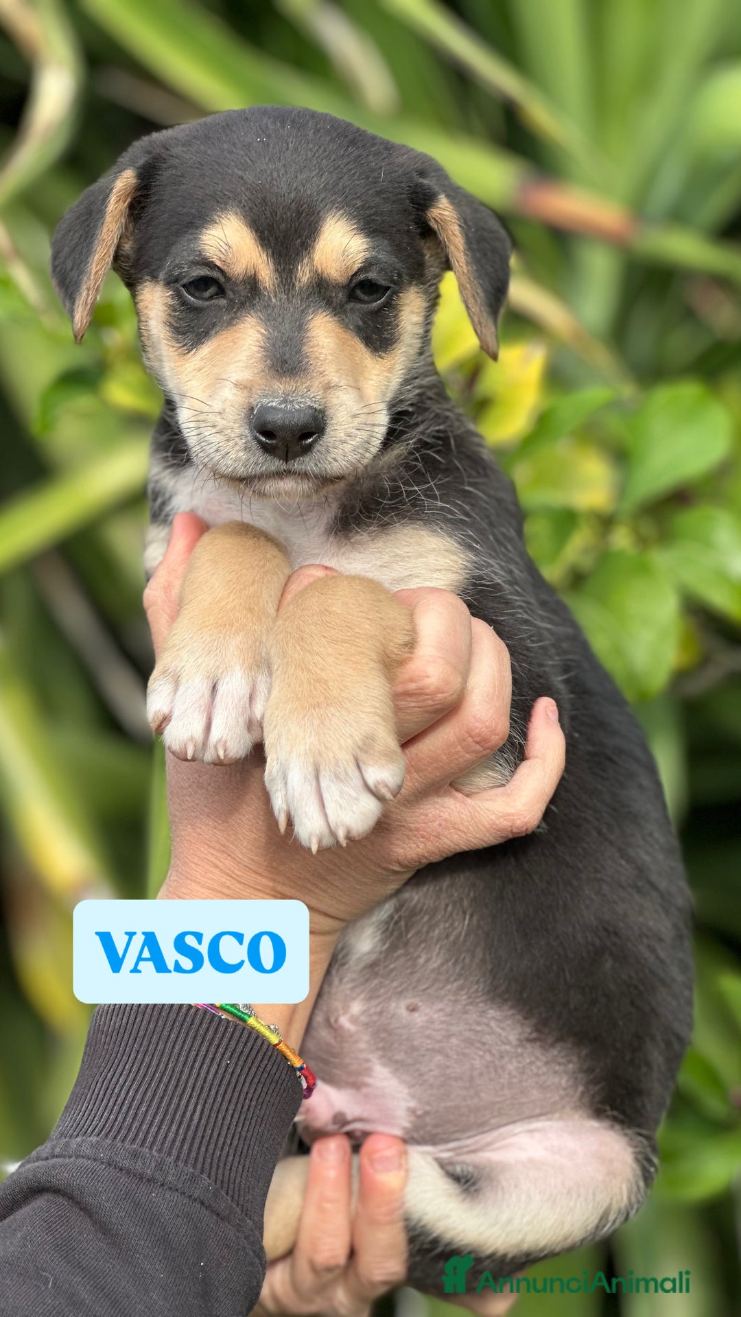 Meticcio cani in regalo: VASCO CERCA ADOZIONE - Annuncio 9