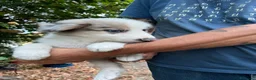 Australian Shepherd cani in vendita: Cuccioli pastore australiano  - Annuncio 17