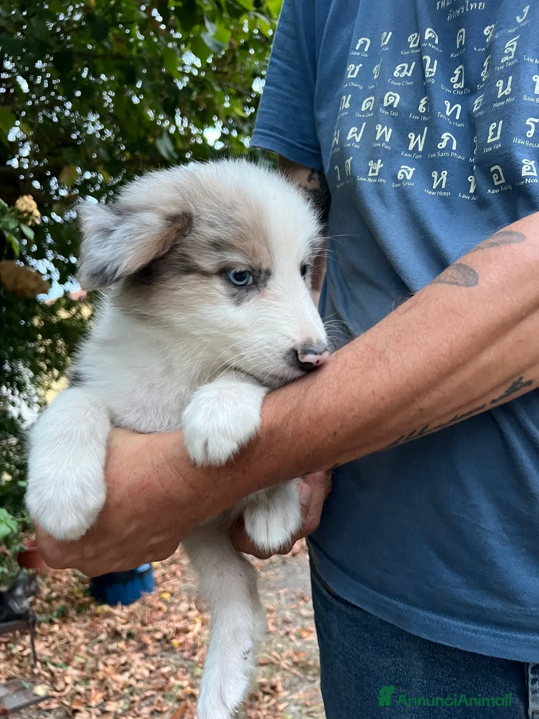Australian Shepherd cani in vendita: Cuccioli pastore australiano  - Annuncio 17