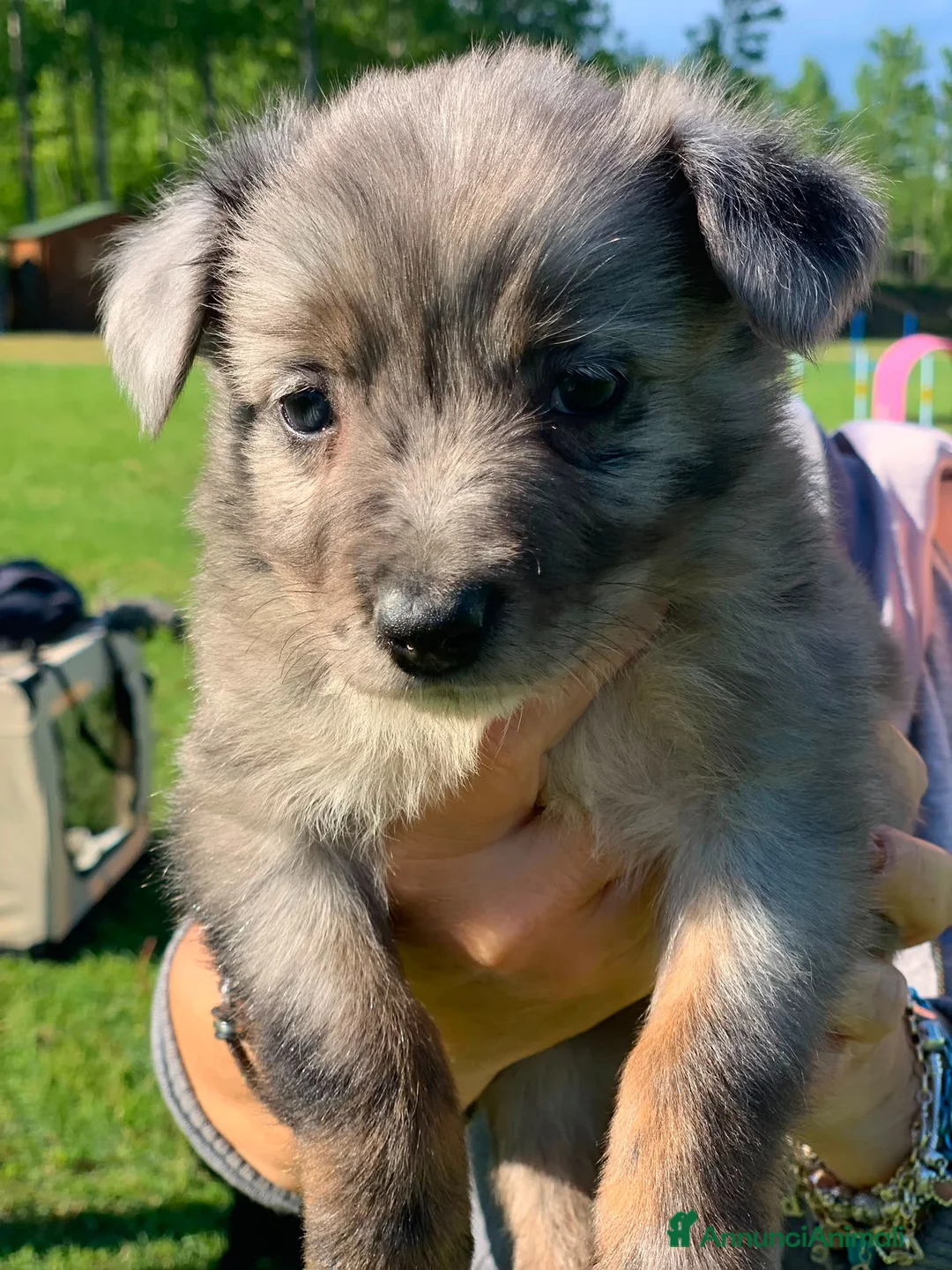 Meticcio cani in regalo: Ultimo cucciolo - Annuncio 1