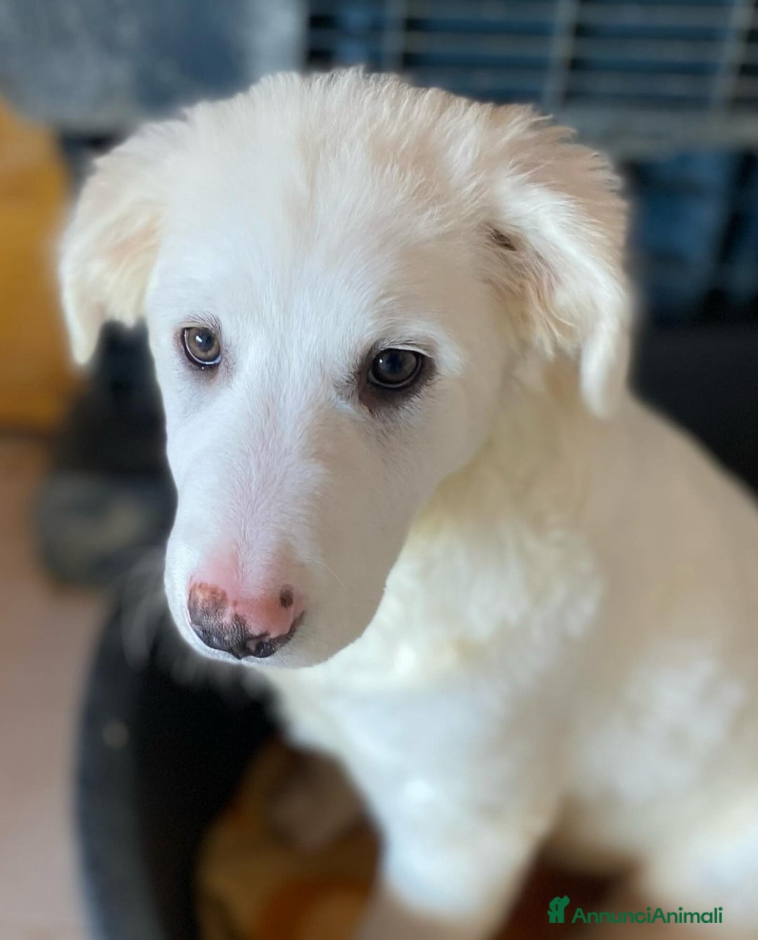 Meticcio cani in regalo: Aurora cucciola 5 mesi cerca casa - adozione  - Annuncio 3