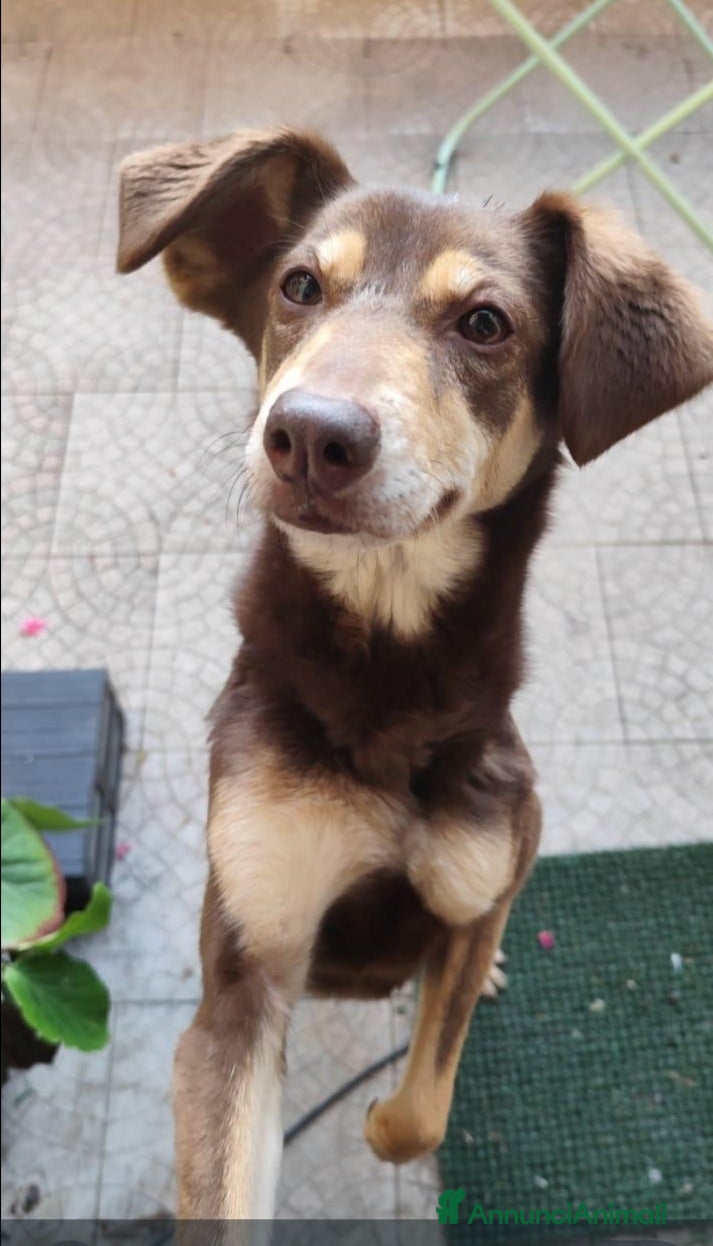 Meticcio cani MILANO SOS, 9ANNI FEMMINA,BUONA,PADRONA DECEDUTA a Città metropolitana di Milano - Annuncio 18