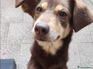 Meticcio cani MILANO SOS, 9ANNI FEMMINA,BUONA,PADRONA DECEDUTA a Città metropolitana di Milano - Annuncio 8