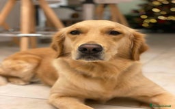 Golden Retriever cani in vendita: cuccioli golden retreiver a Provincia di Varese - Immagine 2
