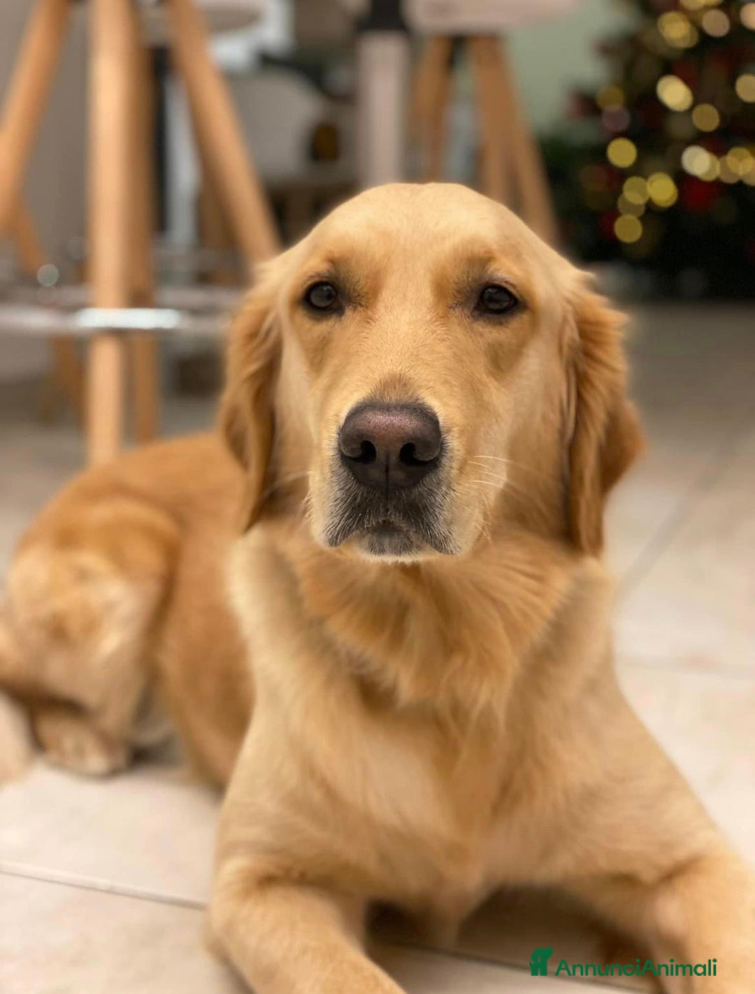 Golden Retriever cani in vendita: cuccioli golden retreiver a Provincia di Varese - Immagine 2