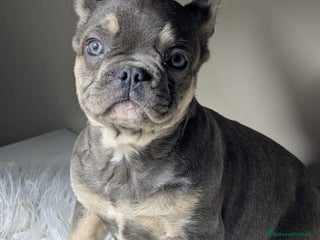 Bulldog Francese cani - Annuncio 21