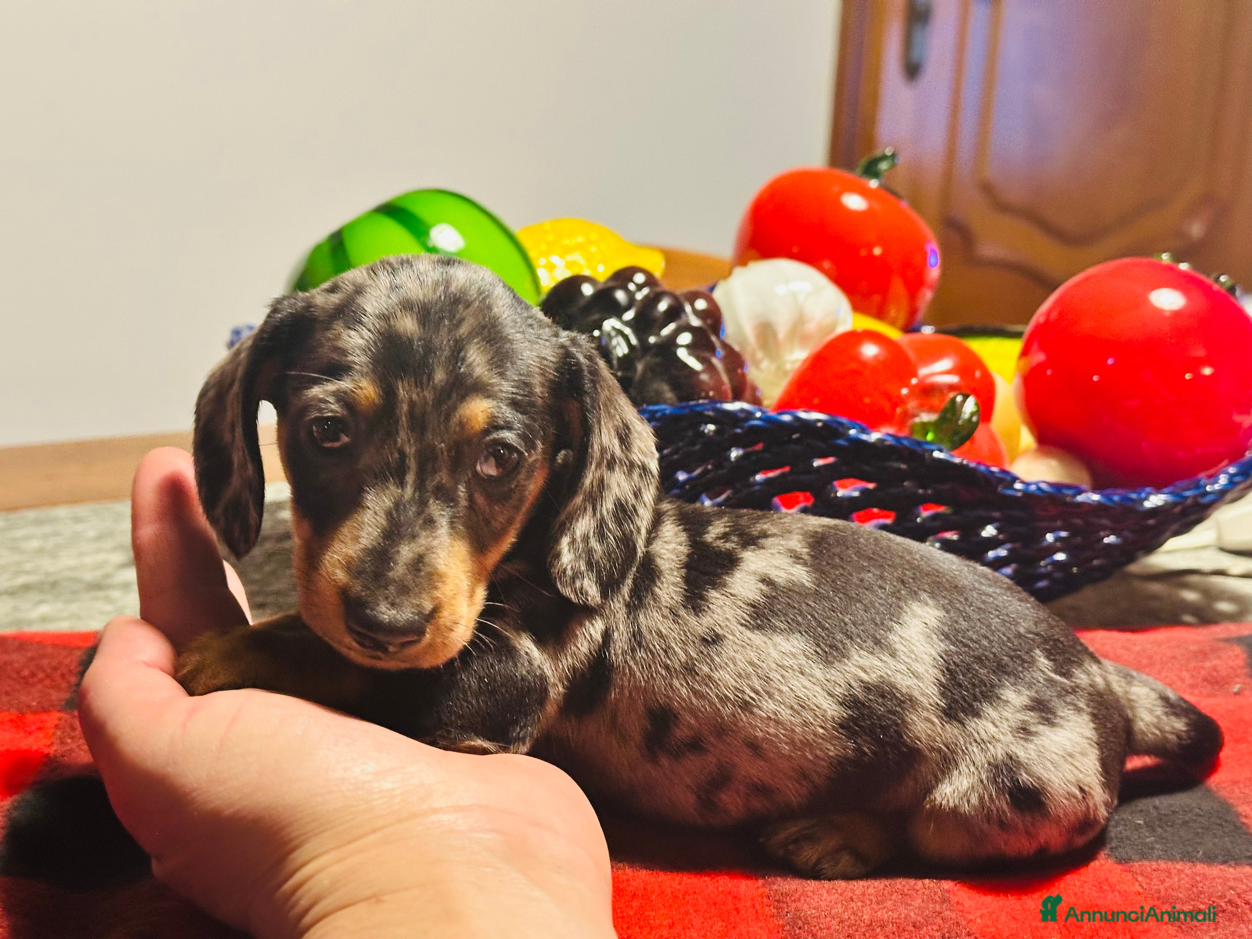 Bassotto cani Bassotto Tedesco kaninchen/nano pedigree Enci - Annuncio 2