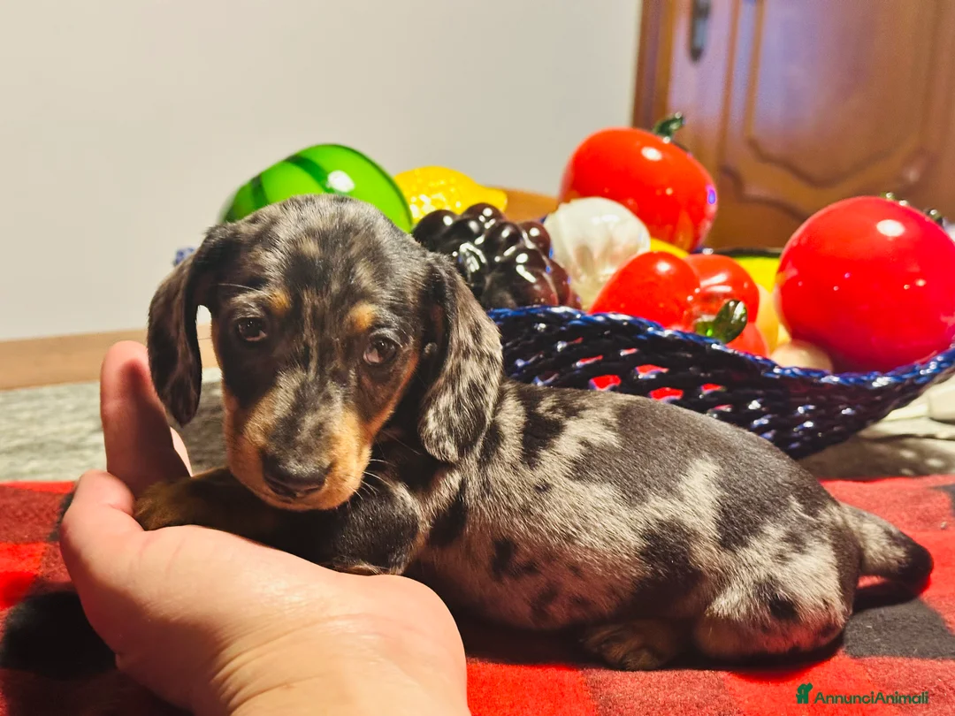 Bassotto cani in vendita: Bassotto Tedesco kaninchen/nano pedigree Enci - Annuncio 2