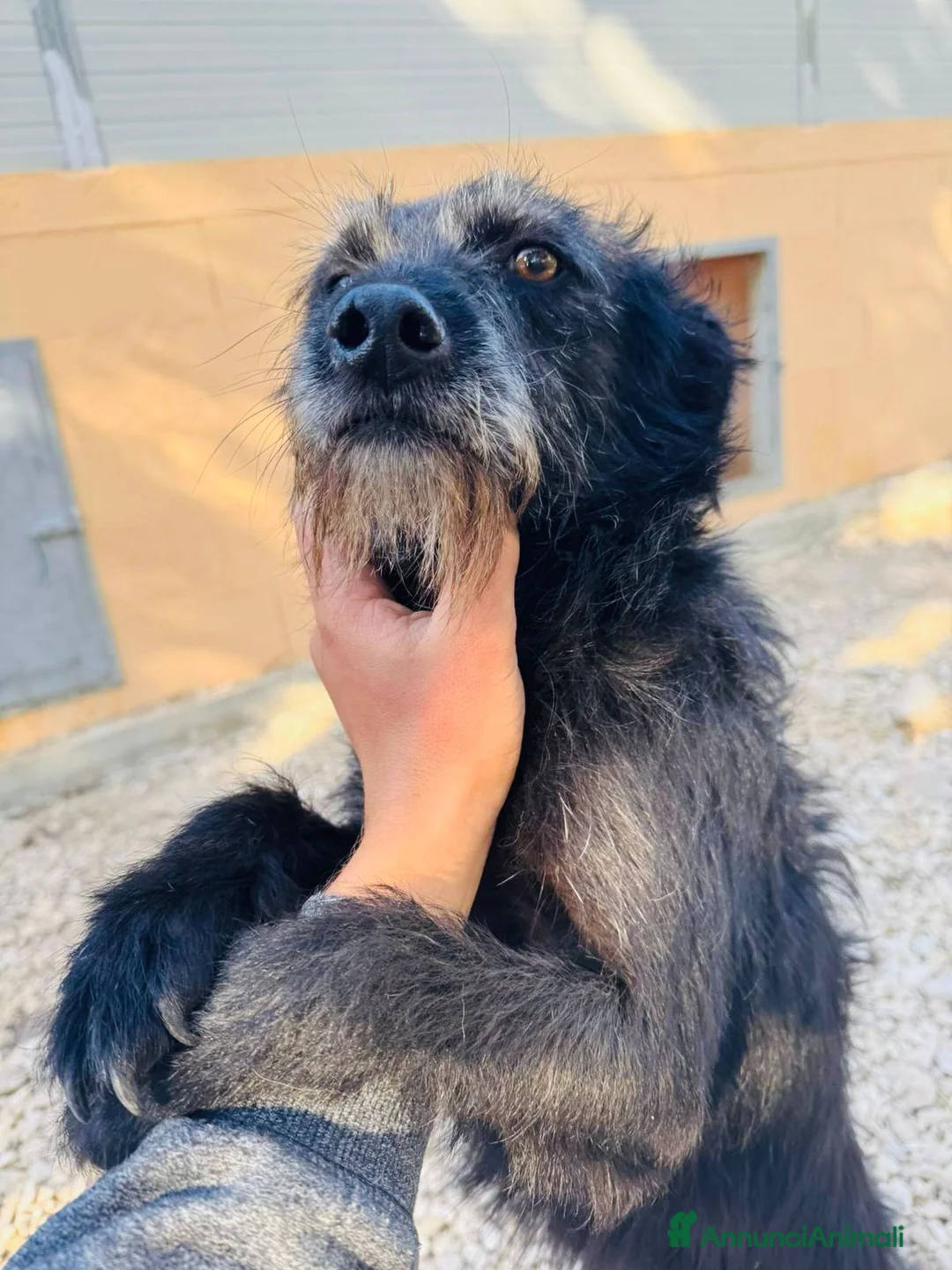 Meticcio cani in regalo: Nerina  - Annuncio 3