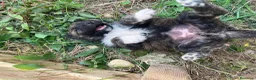 Meticcio cani in vendita: Cuccioli incrocio maremmano e pastore belga - Annuncio 4