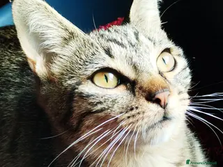 Europeo gatti 🌟 VEGA dolcissima gattina - Annuncio 2