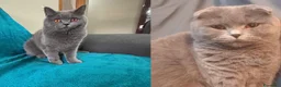 British gatti in vendita: Bellissimi gattini cercano una mamma e un papà a Provincia di Foggia - Annuncio 13