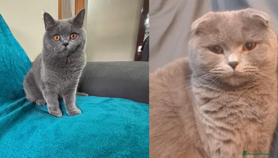 British gatti in vendita: Bellissimi gattini cercano una mamma e un papà a Provincia di Foggia - Annuncio 13