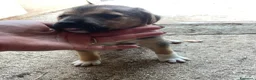 Meticcio cani in regalo: TENERI CUCCIOLOTTI : TARZAN E JANE a Città metropolitana di Roma Capitale - Annuncio 5