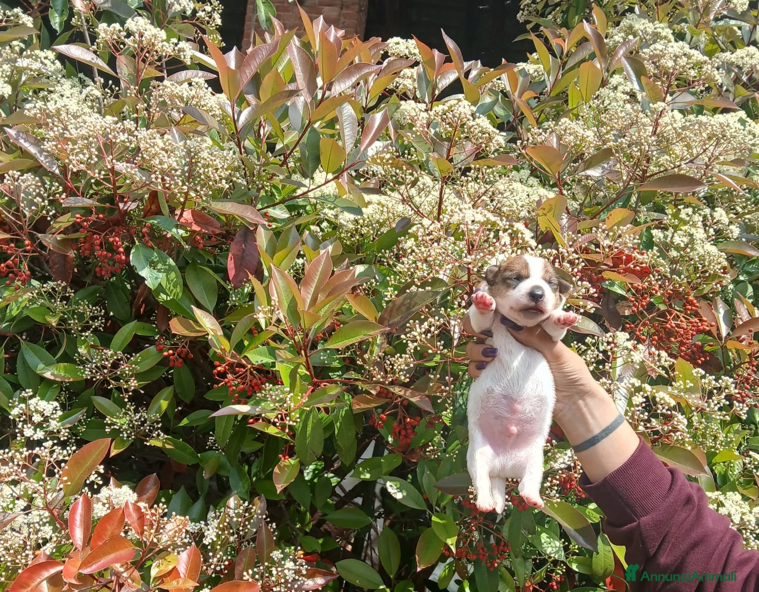 Jack Russell cani Cuccioli di Jack russel  - Annuncio 2