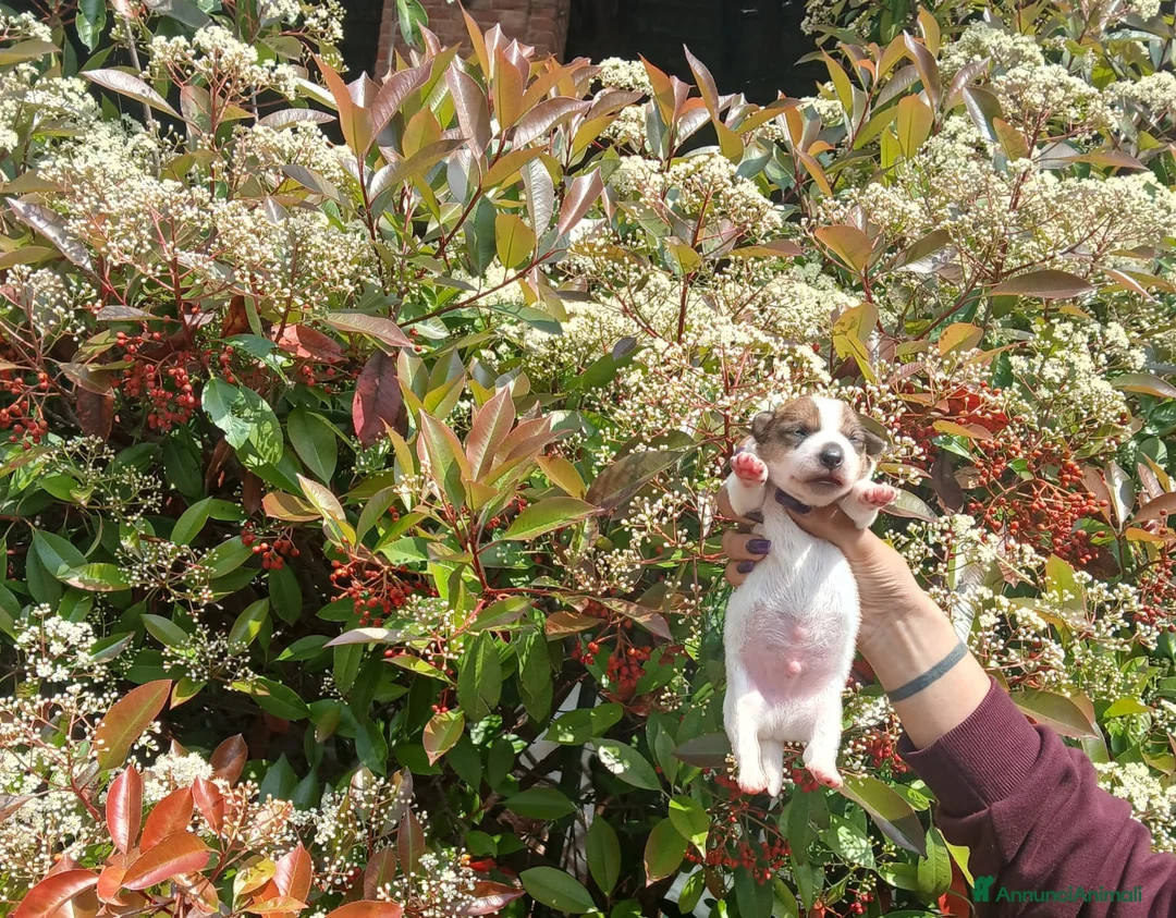 Jack Russell cani in vendita: Cuccioli di Jack russel  - Annuncio 1