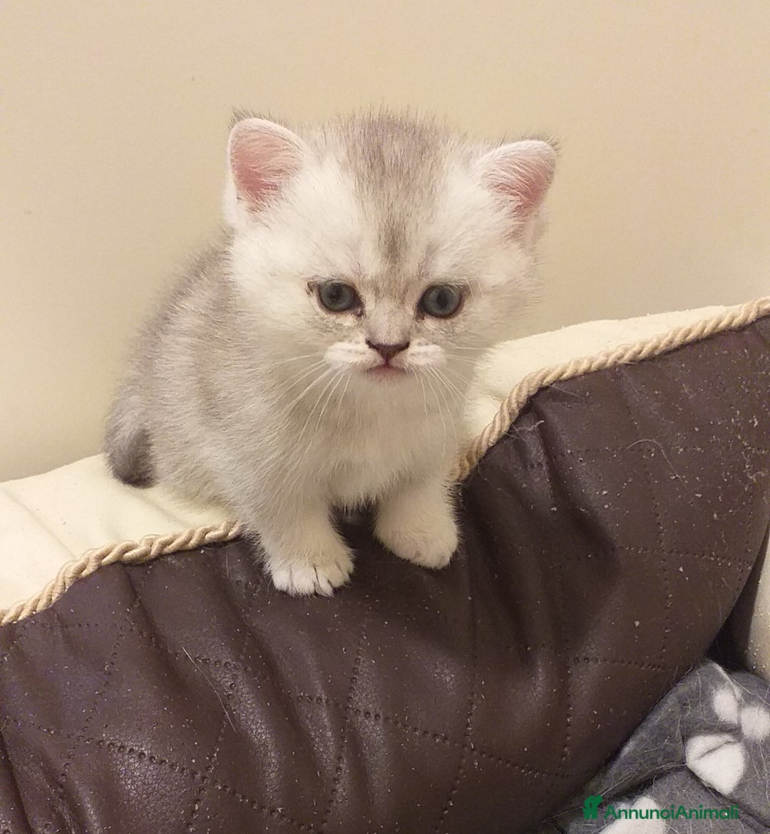 British gatti in vendita: Cuccioli British/Scottish  - Annuncio 11