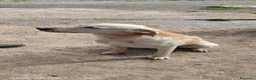 Meticcio cani in regalo: Dolcissimo, 17/18 chili, simil Labrador - Annuncio 4