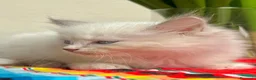 Ragdoll gatti in vendita: cuccioli di ragdoll genitori con pedigree - Annuncio 22