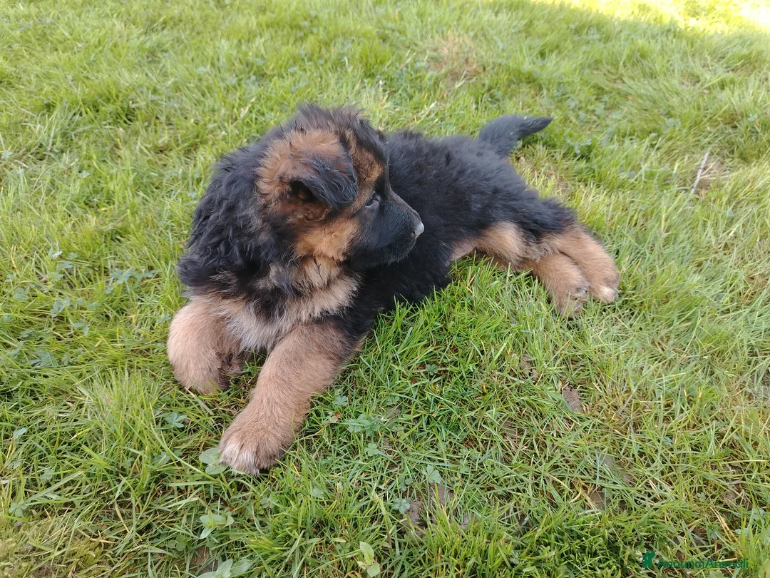 Pastore Tedesco cani in vendita: Pastore tedesco  - Annuncio 2