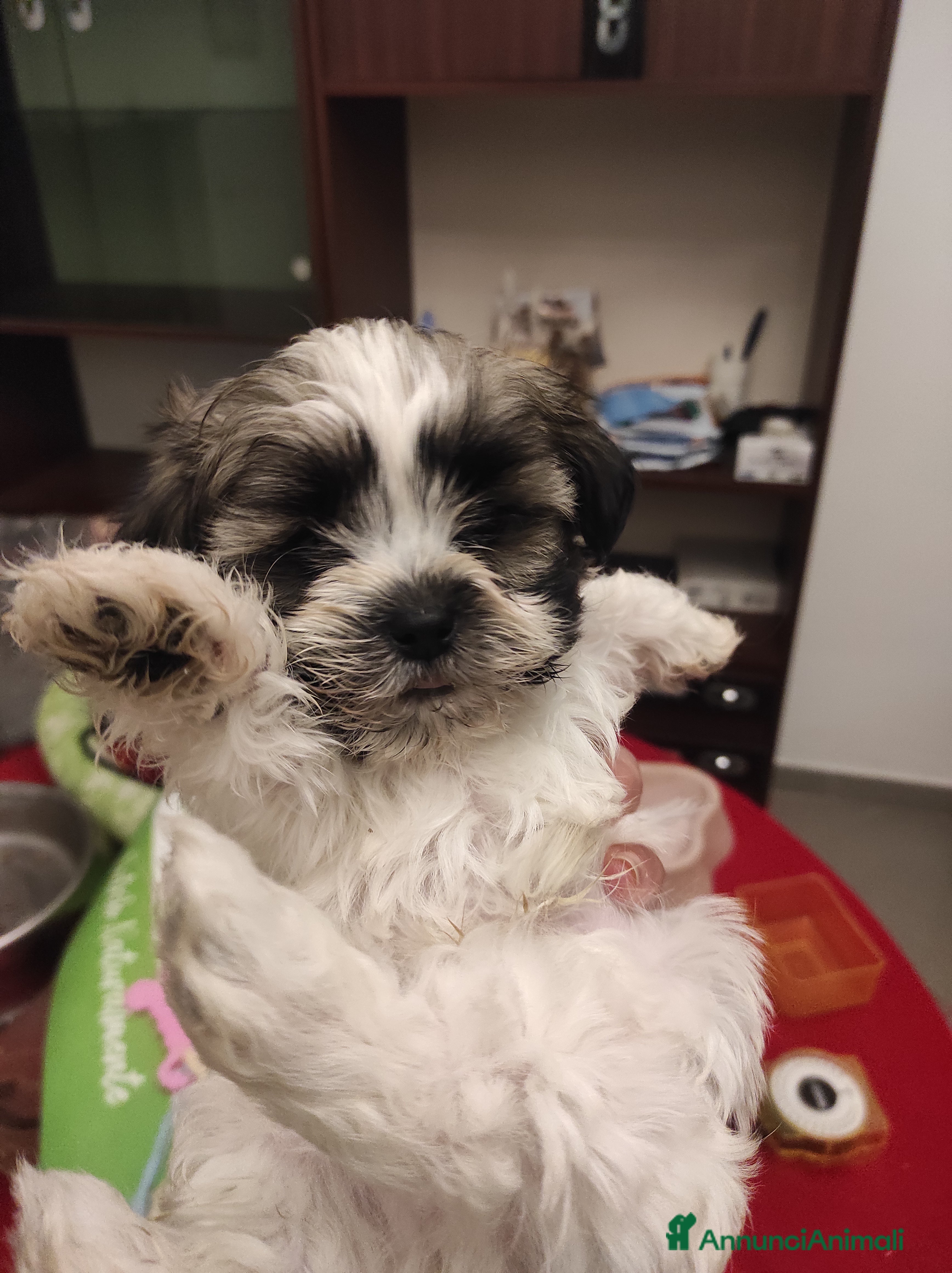 Shih Tzu cani Cuccioli di Shitzu  - Annuncio 1