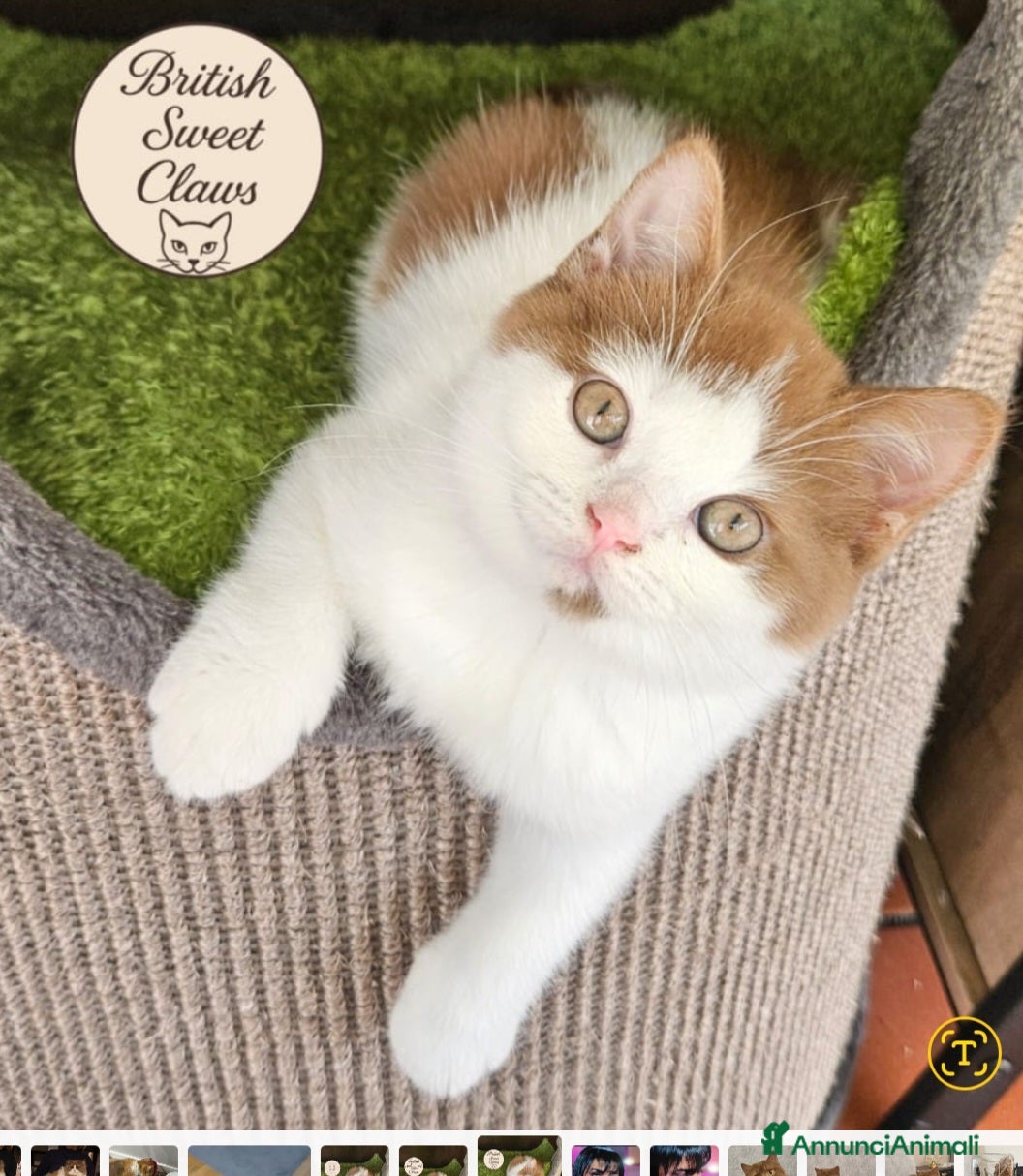 British gatti British shorthair  - Annuncio 1