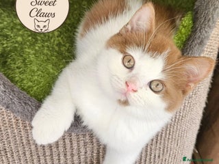 British gatti British shorthair - Annuncio 1