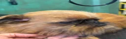 Griffone a Pelo Duro cani in vendita: Griffone di Bruxelles - maschio di 7 mesi dispon.  - Annuncio 4