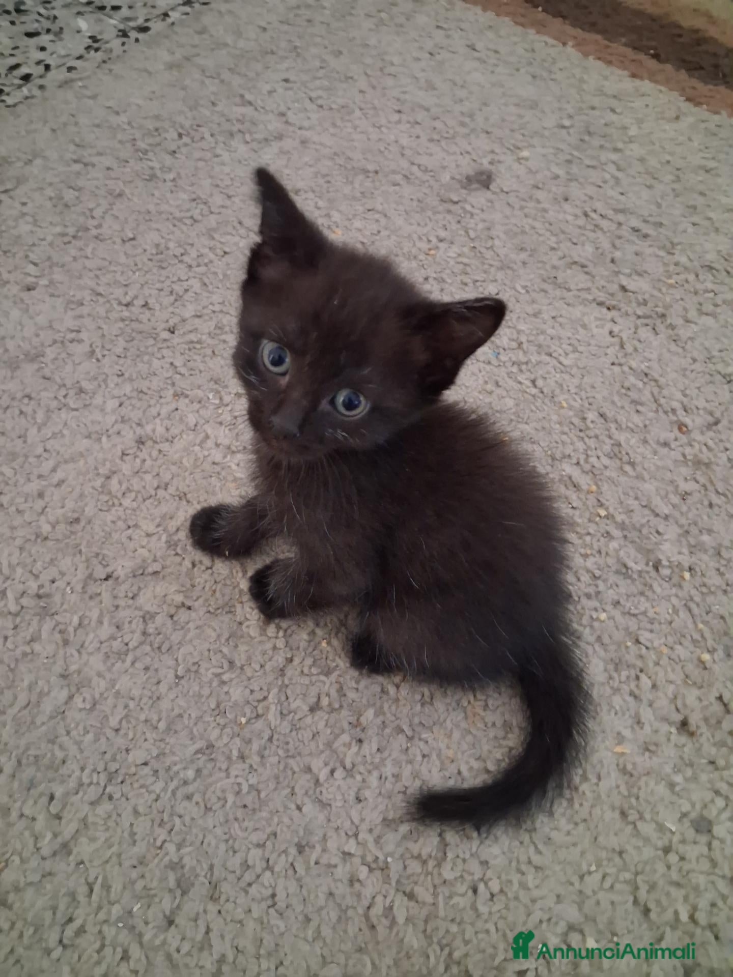 Meticcio gatti Regalo gattini neri - Annuncio 25