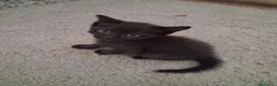 Meticcio gatti in regalo: Regalo gattini neri a Provincia di Ferrara - Annuncio 1