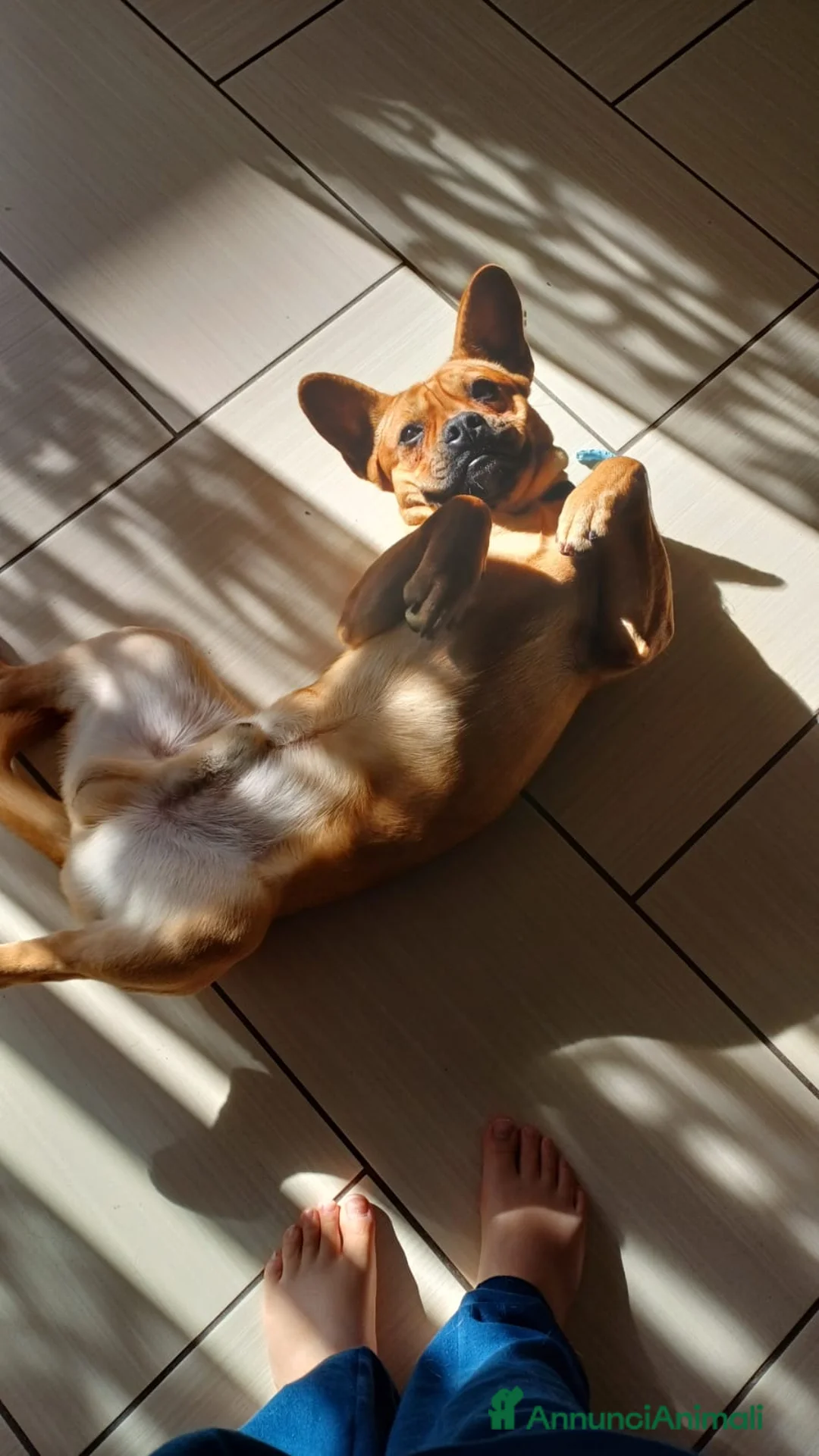 Meticcio cani in regalo: Meticcio (incrocio bull dog francese) - Annuncio 4