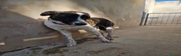 Meticcio cani in regalo: Kira: dolcissima, cessione di proprietà  - Annuncio 15